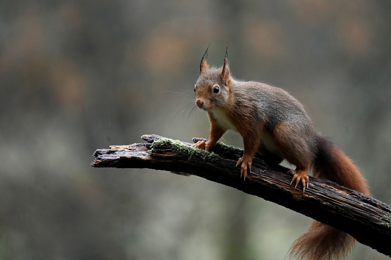 Squirrel pic 1