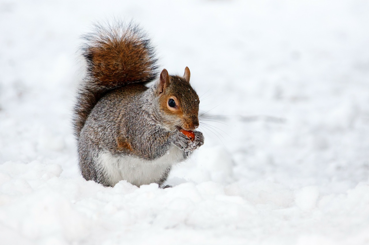 Squirrel pic 2