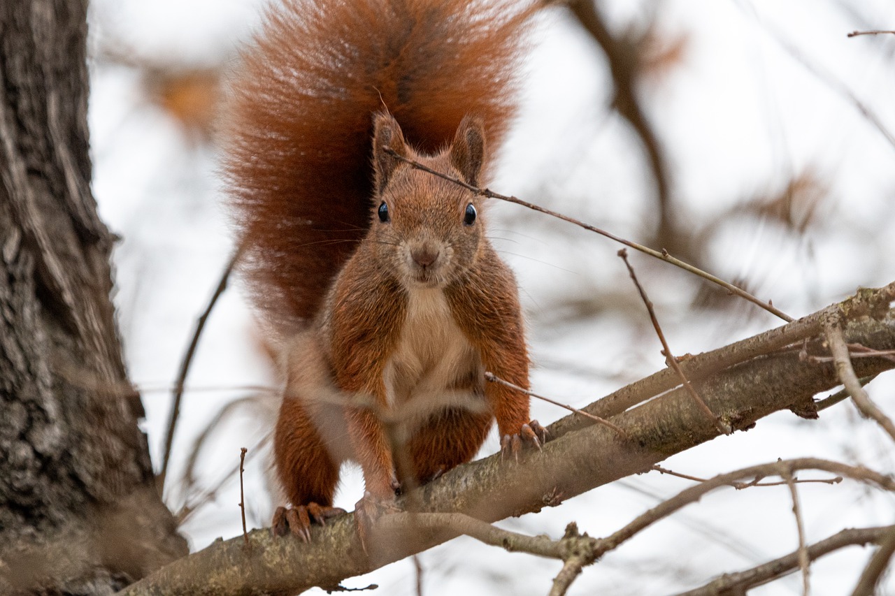 Squirrel pic 5