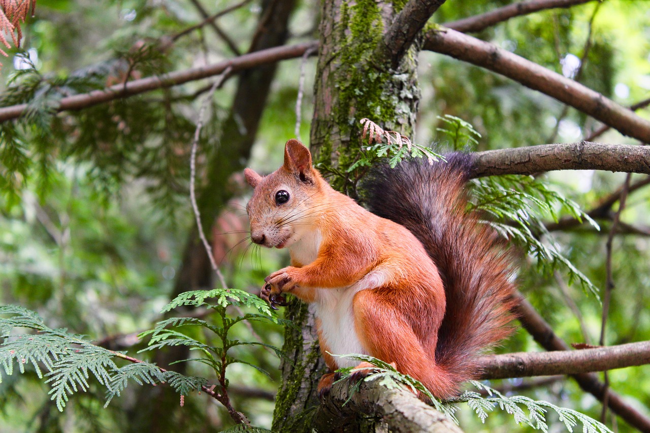 Squirrel pic 4