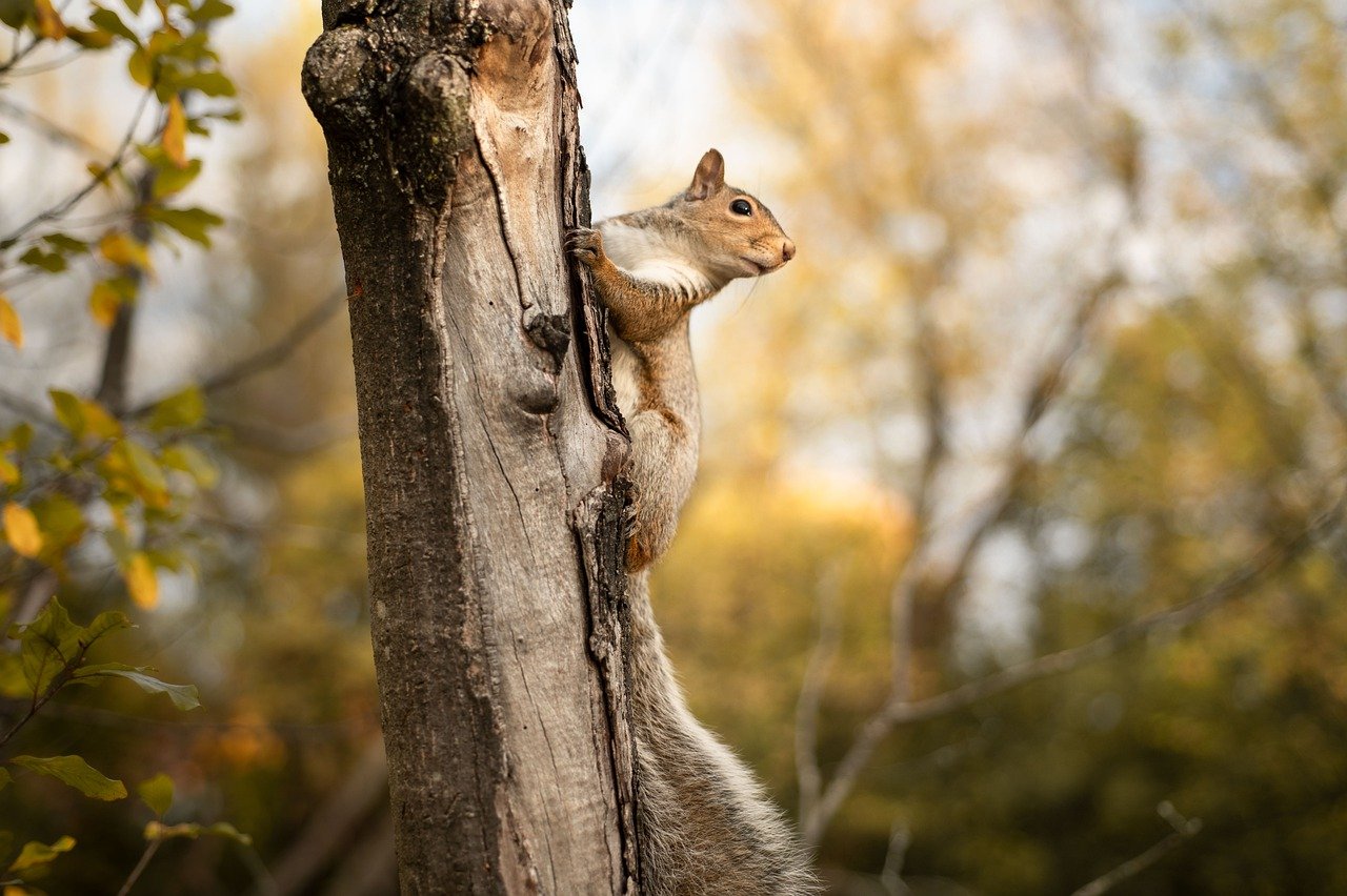 Squirrel pic 3